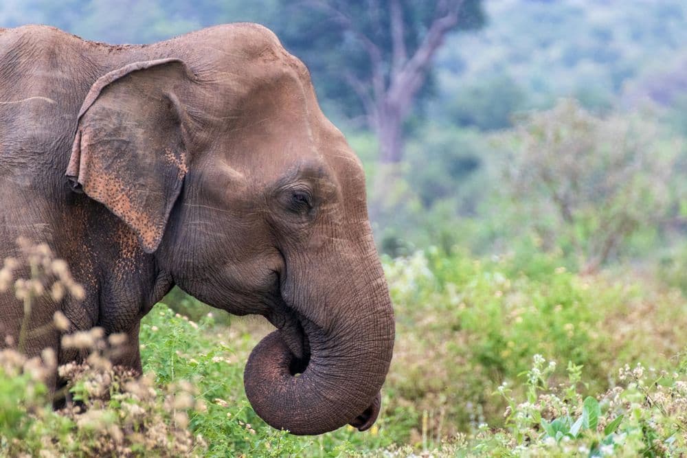 Exploring Sri Lanka’s Wildlife: From Yala to Minneriya
