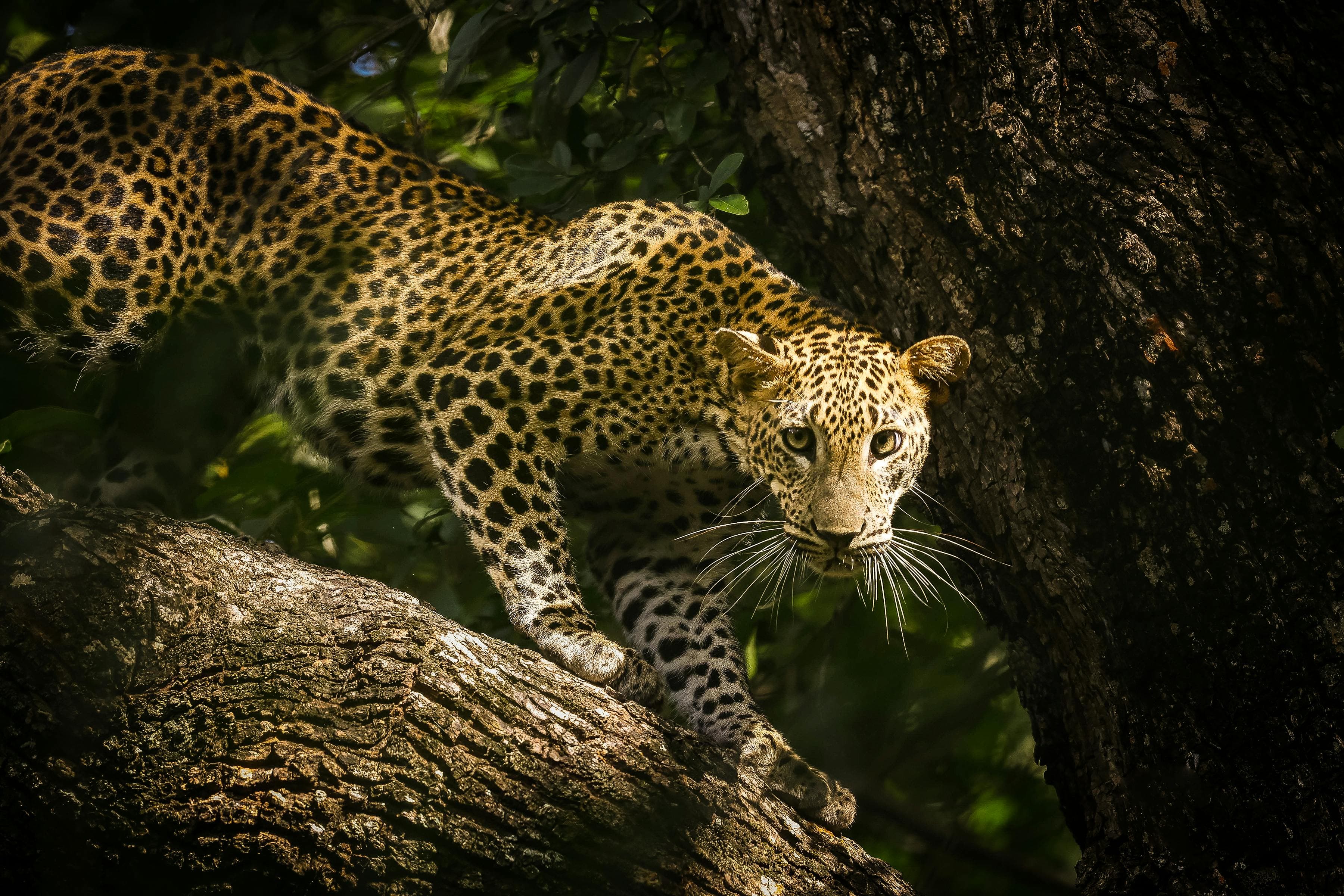 Wildlife Safari