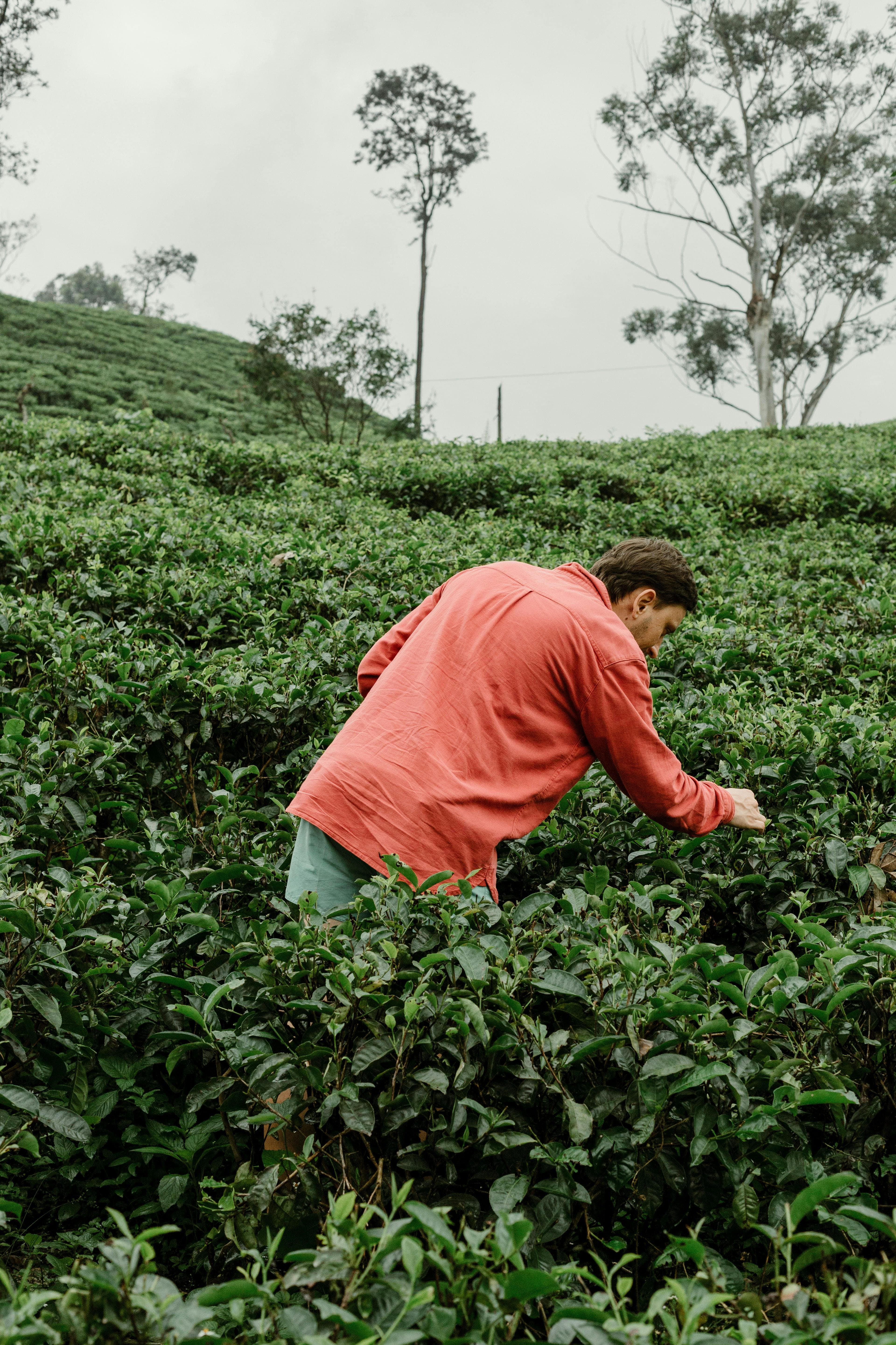 Tea Plantations