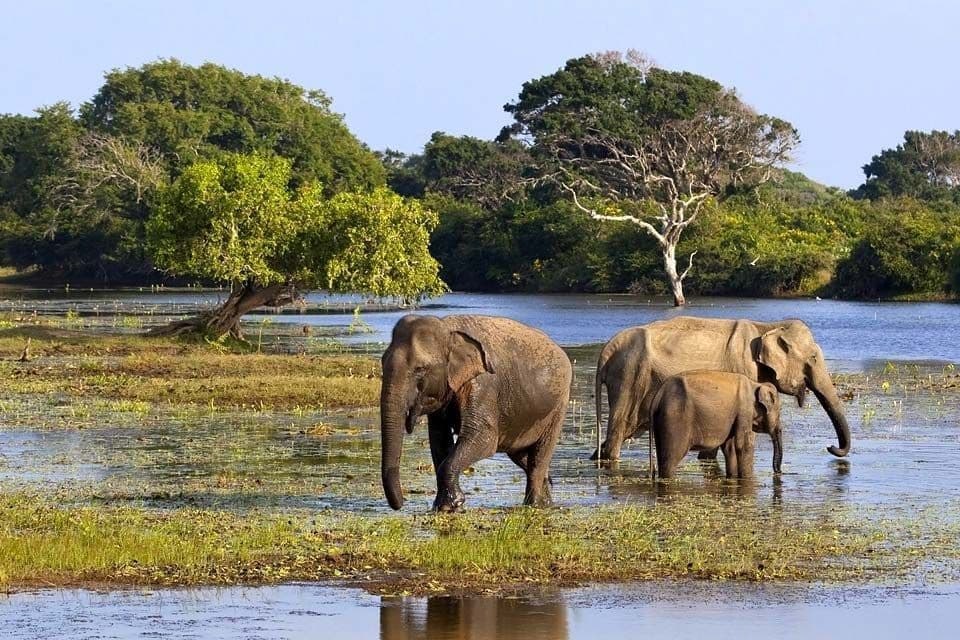 Yala - Image 2