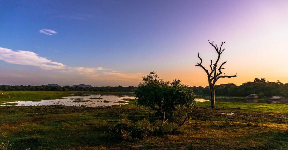 Yala - Image 3