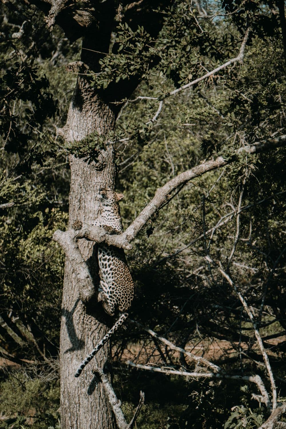 Yala - Image 7