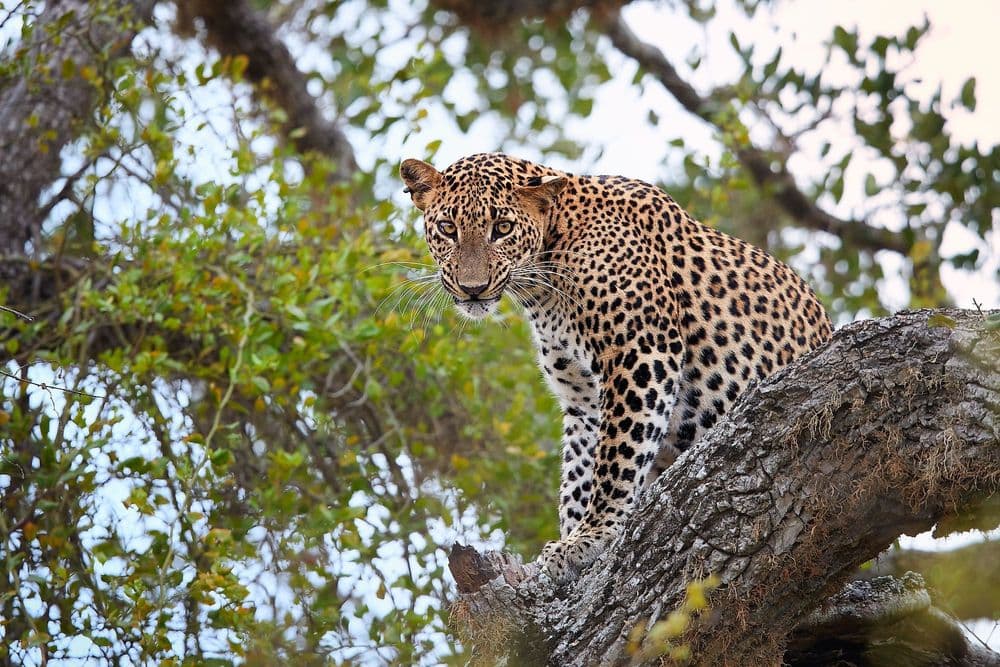 Yala - Image 6